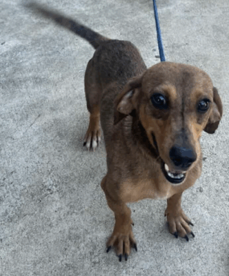 Dog named Noah, resceud by DMT Rescue and Support Group