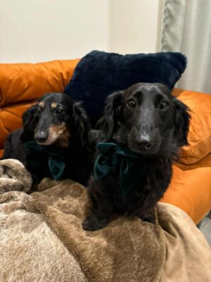 Dog named Winnie & Tux