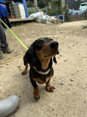 Dog named Oliver, resceud by DMT Rescue and Support Group