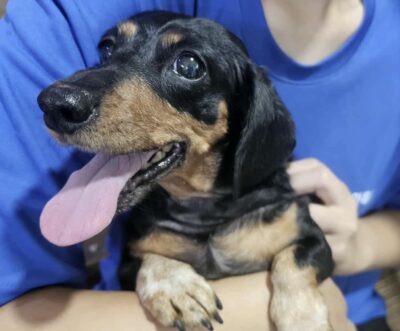 Dog named Dotty, resceud by DMT Rescue and Support Group