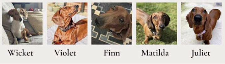 dogs adopted in august 2025