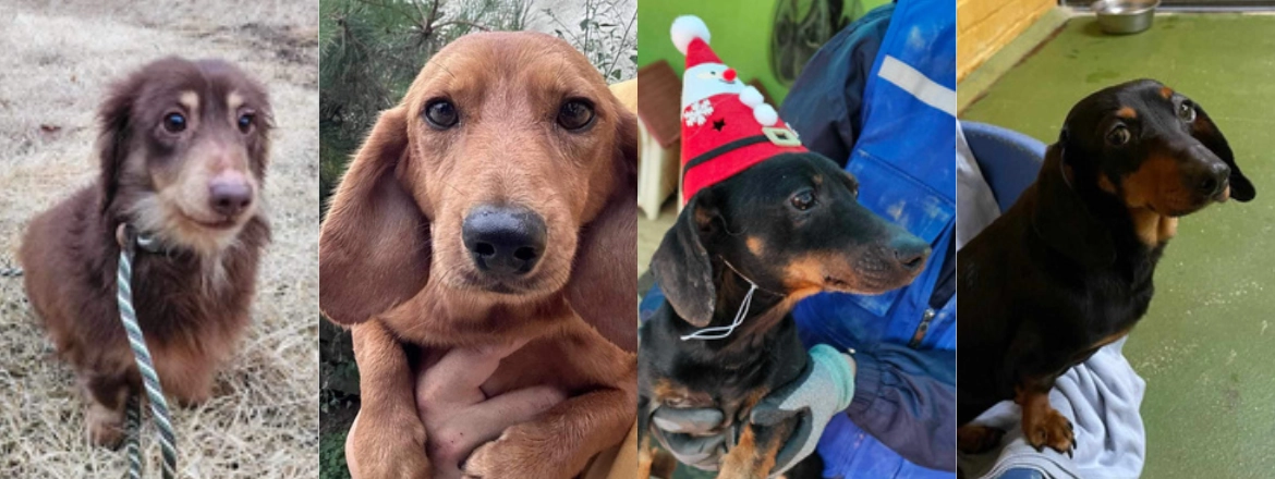 March 2024 Newsletter - dogs