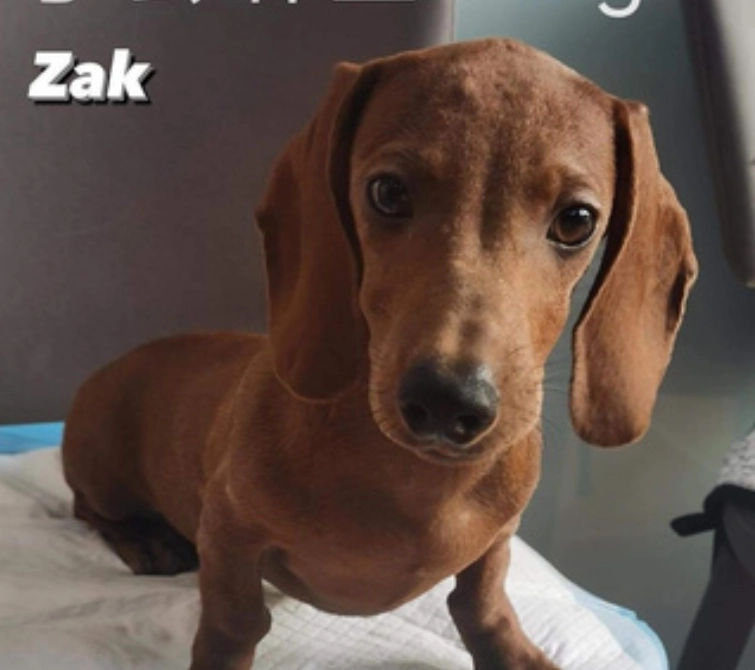 Zak