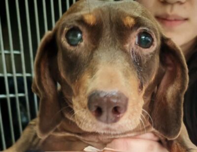 Dog named Jessie, resceud by DMT Rescue and Support Group