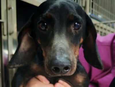 Dog named Remi, resceud by DMT Rescue and Support Group