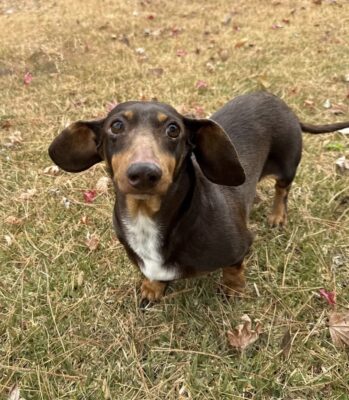 Dog named Mochi, resceud by DMT Rescue and Support Group