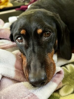 Dog named Lesley, resceud by DMT Rescue and Support Group