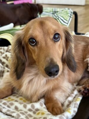 Dog named Brian, resceud by DMT Rescue and Support Group