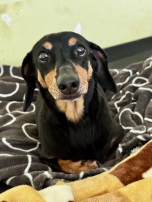 Dog named Alvie, resceud by DMT Rescue and Support Group