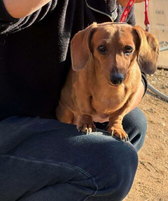 Dog named Eve, resceud by DMT Rescue and Support Group