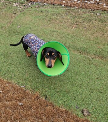 Dog named Noel, resceud by DMT Rescue and Support Group