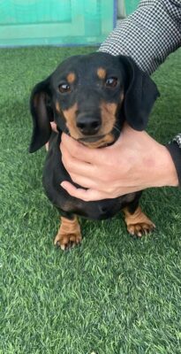 Dog named Dory, resceud by DMT Rescue and Support Group