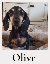 Olive in foster