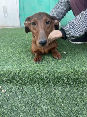 Dog named Bobby, resceud by DMT Rescue and Support Group