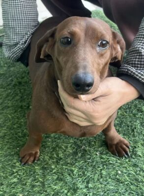 Dog named Daisy, resceud by DMT Rescue and Support Group