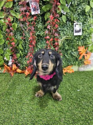 Dog named Hazel, resceud by DMT Rescue and Support Group