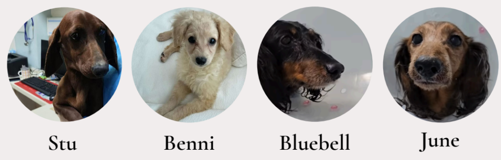 Stu, Benni, Bluebell, June