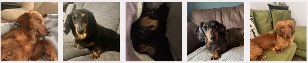 Adopted dogs in March 2025