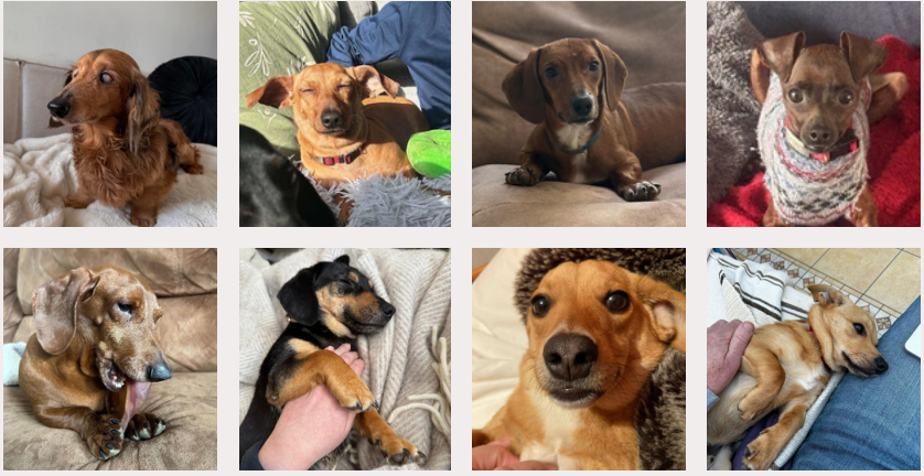 Adopted Dogs in March 2025 2