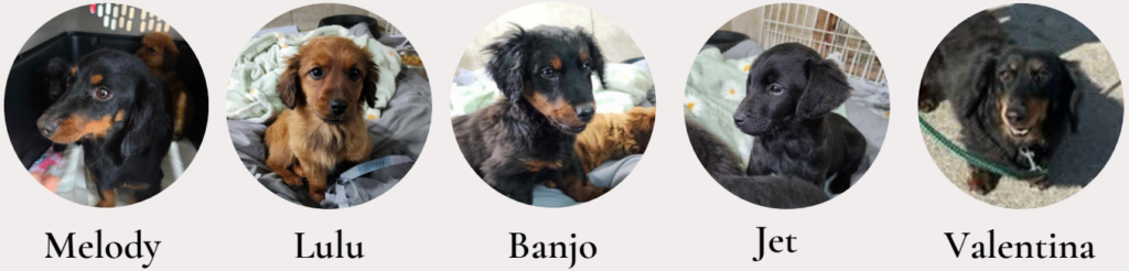 Melody, Valentina and pups