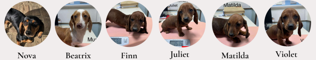 January 2025 rescues