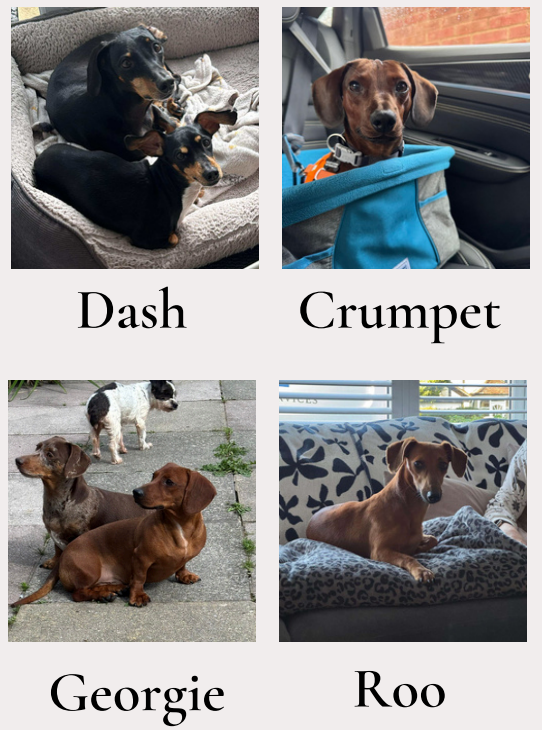 Dash, Crumpet, Georgie and Roo