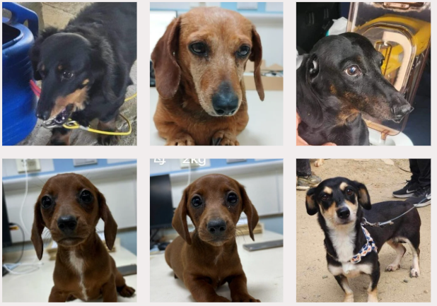 June 2024 Rescues
