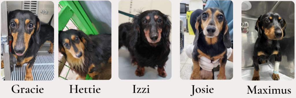 Gracie, Hettie, Izzi, Josie, Maximus (june 2024 resuces)