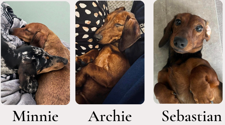 Minnie, Archie, Sebastian