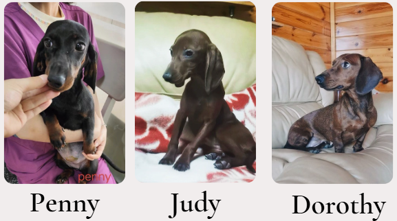 Penny, Judy and Dorothy