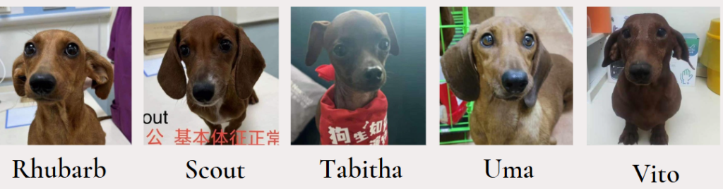 Rhubarb, Scout, Tabitha, Uma, Vito