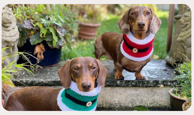 Christmas snoods