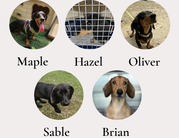 Maple, Hazel, Oliver, Sable and Brain