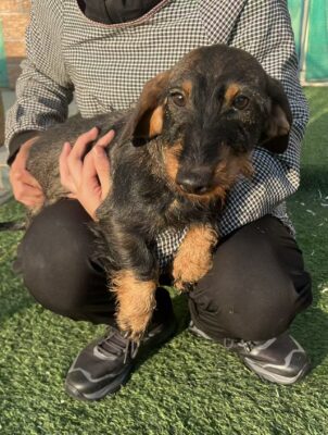 Dog named Bruce, resceud by DMT Rescue and Support Group