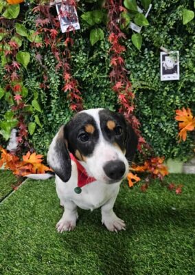 Dog named Finlay, resceud by DMT Rescue and Support Group