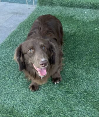 Dog named Dudley, resceud by DMT Rescue and Support Group