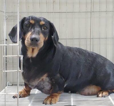 Dog named Nettie, resceud by DMT Rescue and Support Group