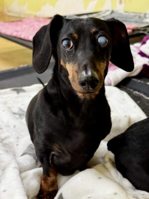 Dog named Wilfred, resceud by DMT Rescue and Support Group