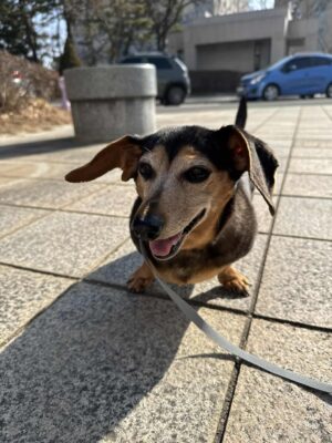 Dog named Agnes, resceud by DMT Rescue and Support Group