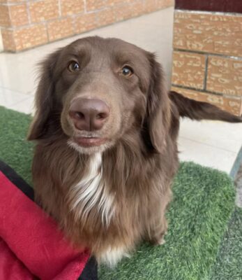 Dog named Dudley, resceud by DMT Rescue and Support Group