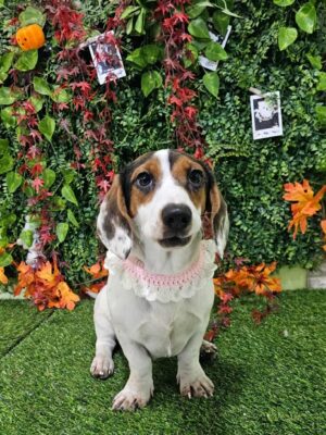 Dog named Skye, resceud by DMT Rescue and Support Group