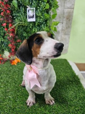 Dog named Kelpi, resceud by DMT Rescue and Support Group