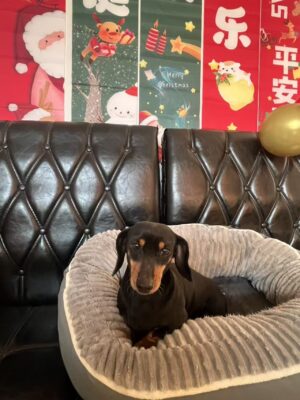 Dog named Dory, resceud by DMT Rescue and Support Group