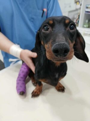 Dog named Buddy, resceud by DMT Rescue and Support Group