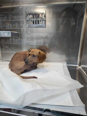 Dog named Dylan, resceud by DMT Rescue and Support Group