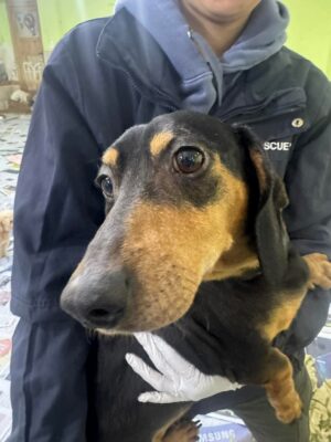 Dog named Noel, resceud by DMT Rescue and Support Group