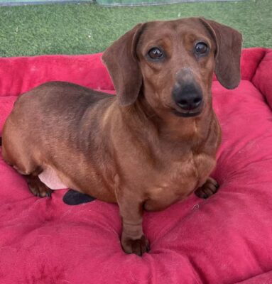 Dog named Daisy, resceud by DMT Rescue and Support Group