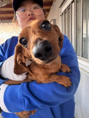 Dog named Eve, resceud by DMT Rescue and Support Group