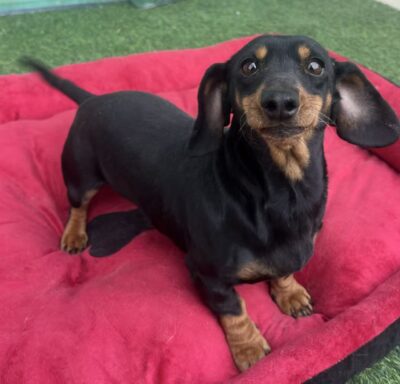 Dog named Dory, resceud by DMT Rescue and Support Group