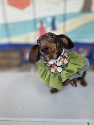 Dog named Mochi, resceud by DMT Rescue and Support Group